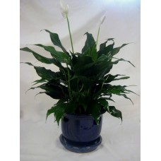 Peace Lily